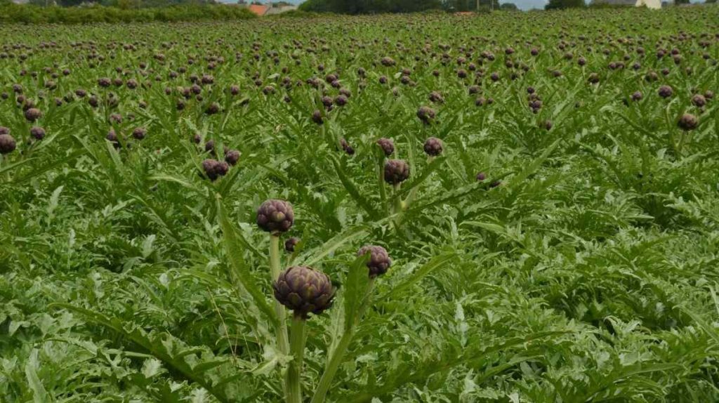 Agriculture is the Future According to Minister of Agriculture and Fisheries